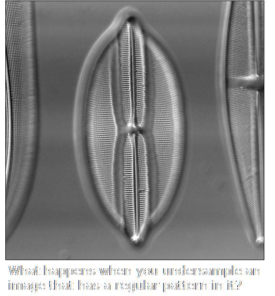 Figure: Diatom (Before resizing)